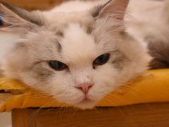 -Let's go狗咖·猫咖·奶狗·桌游(春熙路IFS店)