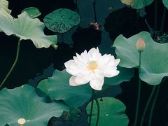 -荷塘月色湿地公园·向阳花洲