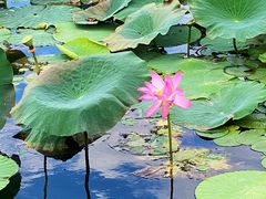 -长春市南湖公园