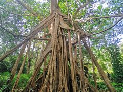 -中国科学院西双版纳热带植物园