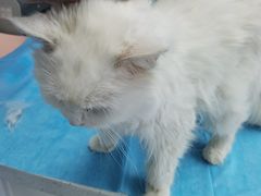 -纳吉亚猫专科动物诊疗中心(蒋宅口分院)
