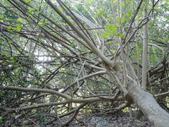 -华侨城湿地公园