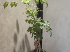 -31号公馆(黄兴广场白果园店)