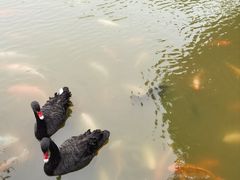 -珠海圆明新园