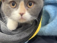 -瑞派宠物医院·犬猫全科·猫友好(宾水西道店)