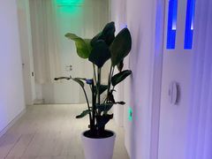 -LANN I 蘭 SPA(陆家嘴中心店)