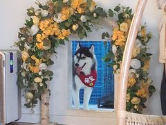 -Husky Go! 哈士奇体验馆·宠物咖啡厅狗咖