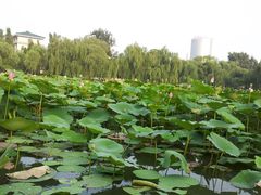 -紫竹院公园冰场