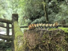-西岭雪山大飞水景区