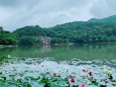 -广州市石门国家森林公园