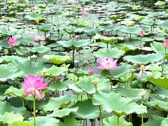 -天津东丽湖风景区