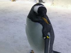 -芜湖新华联大白鲸海洋公园