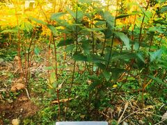 -广州神农草堂中医药博物馆