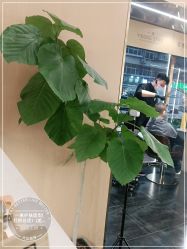 -一東造型烫发染发