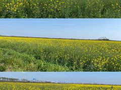 -春花秋色城市公园