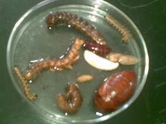 -四川农业大学(雅安校区)