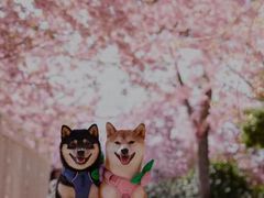 -美联众合动物医院·24h京西诊疗中心