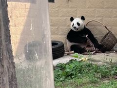 -辛玛王国游乐园