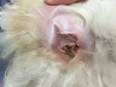 -顺强宠物诊所·狂犬免疫·夜诊·骨科(嘉定店)