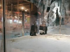 -帝企鹅自助餐厅•儿童岛•真企鹅(长隆企鹅酒店)