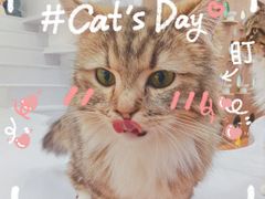 -COLOR PETS 撸猫馆·购猫·猫咖(长风大悦城店)