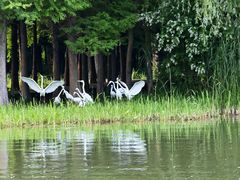 -溱湖国家湿地公园