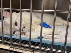 -瑞鹏宠物医院·超声·骨科·奇麟分院(蜀都万达店)