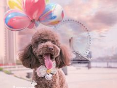 -超宠爱宠物摄影-Super pet