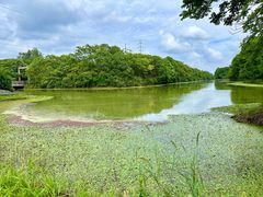 -上海海湾国家森林公园