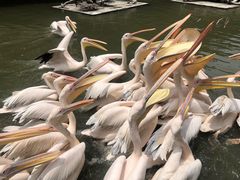 -广州长隆飞鸟乐园