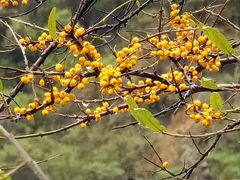 -叠溪松坪沟景区
