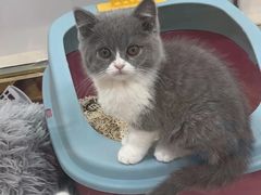 -糯米喵星人总部直营旗舰店·猫舍·幼猫出售