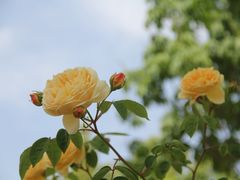 -上海山野camping·户外天幕烧烤·团建拓展营地