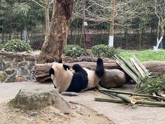 -都江堰中华大熊猫苑
