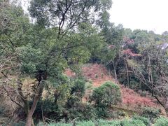 -北仑森林植物园