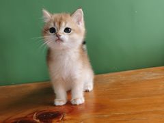 -东方名猫馆·英短金渐层布偶猫舍(环线广场1号楼店)