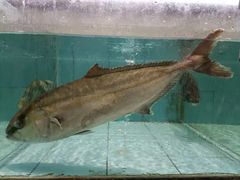 -小北江河鲜(新城店)