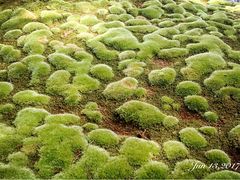 -西芳寺(苔寺)