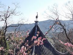 -香雪海