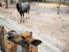 -清迈夜间动物园