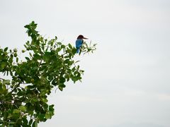 -深圳湾公园(南山区)