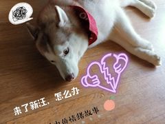 -Husky Go! 哈士奇体验馆·宠物咖啡厅狗咖