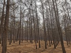 -欧亚之窗公园