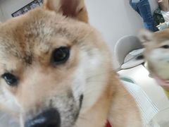 -逗柴咖啡屋·狗咖猫咖宠物桌游