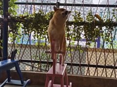 -柴犬高等学院·狗咖·柴犬售卖·宠物训练