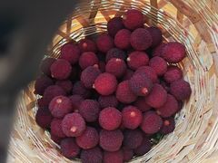 -西山樟坞健康果园枇杷杨梅采摘