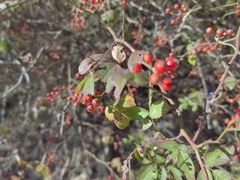 -北京西山国家森林公园