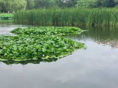 -前关湿地公园