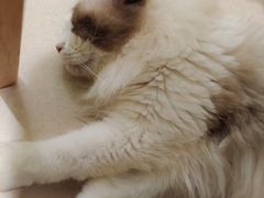 -猫在这儿猫咪咖啡馆·撸猫馆