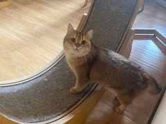 -滚猫咖啡·猫咖·猫友好撸猫(未来城店)